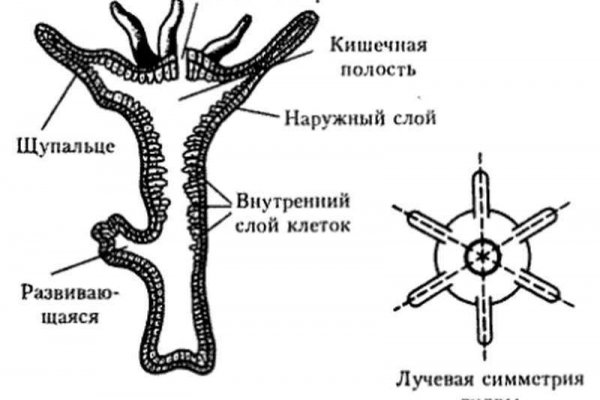 Не могу зайти на кракен